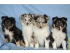 Shelties vom Aggergrund