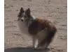 Shelties vom Wikingerland