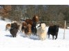 Shetlandponygestüt Shettybande