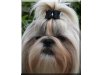 Shih Tzu from Silver Ghost / VDH