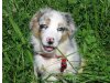 Shiraz Valley Australian Shepherds