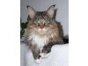 Shootinghill Maine Coon