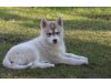 Siberian Huskys of Magic Blueeyes