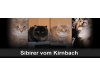 Sibirer vom Kirnbach
