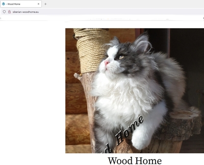 Sibirische Katze - Wood Home