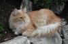 Sibirische Katzen/Neva Masquarade von der Jägermüh