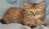 Sibirische Katzen von der Hirtenwiese