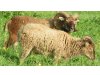 Soay Schafe