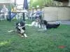Sonjas Hundepension
