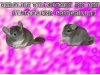 Stadtmauer Chinchillas