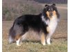 Stonehaven's Collies