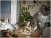 Stormriders Maine Coon