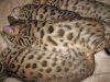 Sunfelis