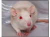 Sunshine-Rattery