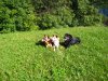 T. & S. unsere-hundeschule-pension