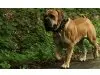 Teutonia Boerboels