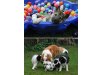 The Black Ridge Kennel VDH