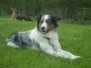 The Dancing Dog
