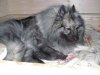 The grey Sensation