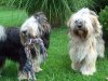 Tibet Terrier von Asunga