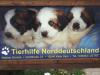 Tierhilfe Norddeutschland