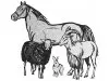 Tierschutzverein Wasgau e.V.