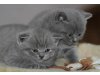 True Hunter´s Cattery