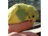 Vogelzucht Kapser
