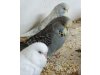 Vogelzucht Phillipps