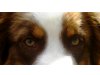 Von der Hundeschule Luna