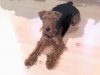 Welsh-Terrier vom Schlossblick