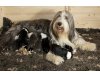 Wenzel Clan - Bearded Collies