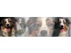 Werseaue Australian Shepherds