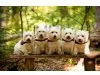 Westiezucht von den weissen Pfiffikussen