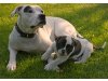 White Lions-American Bulldogs