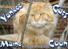 ~ Yankee Cats Maine Coon ~