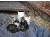 angie & friends - Streunerhilfe