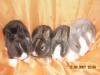 anjas little rabbits