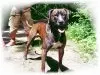bavarian presa canario