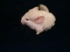 chinchilla