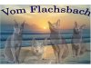 die Russisch Blau Cattery vom Flachsbach
