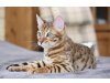 embrica-bengal