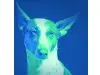 fair-dog-training