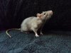 gentle_rats