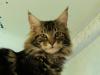 little Pearl`s Maine Coon
