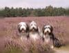 magic-clowns bearded collies