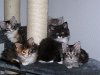 maine-coon-of-wild-happyness