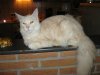 maine coon-vom-weryhof