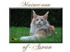 mainecoon-of-Asvan