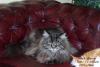 of Black Youcon Cats